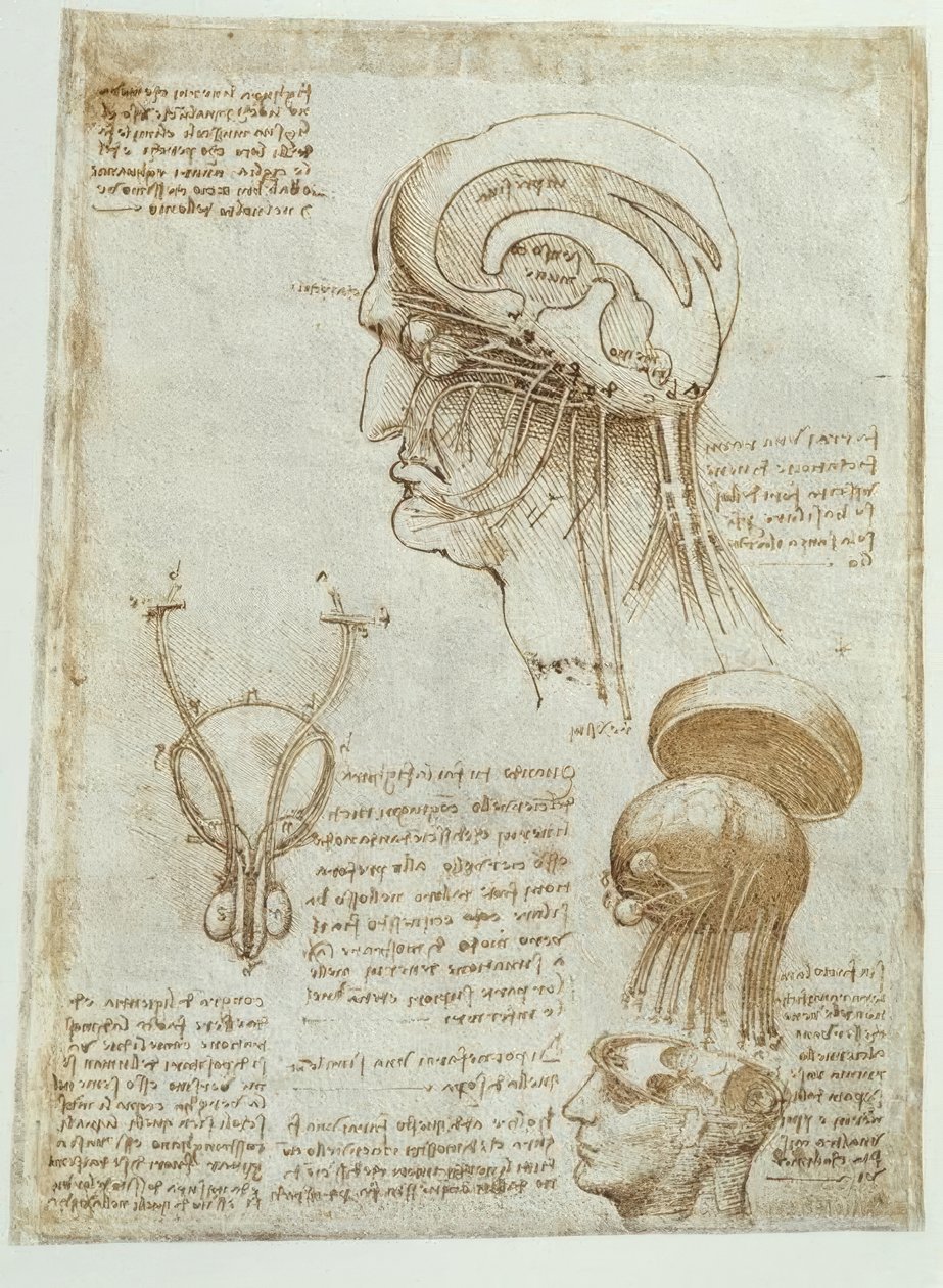 Anatomiestudien: Gehirn, Hirnkammern und Hirnnerven / männl tekijältä Leonardo da Vinci