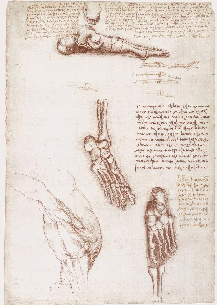 Anatomiestudien: Oberflächenanatomie der Schulter / Knochen des Fußes tekijältä Leonardo da Vinci