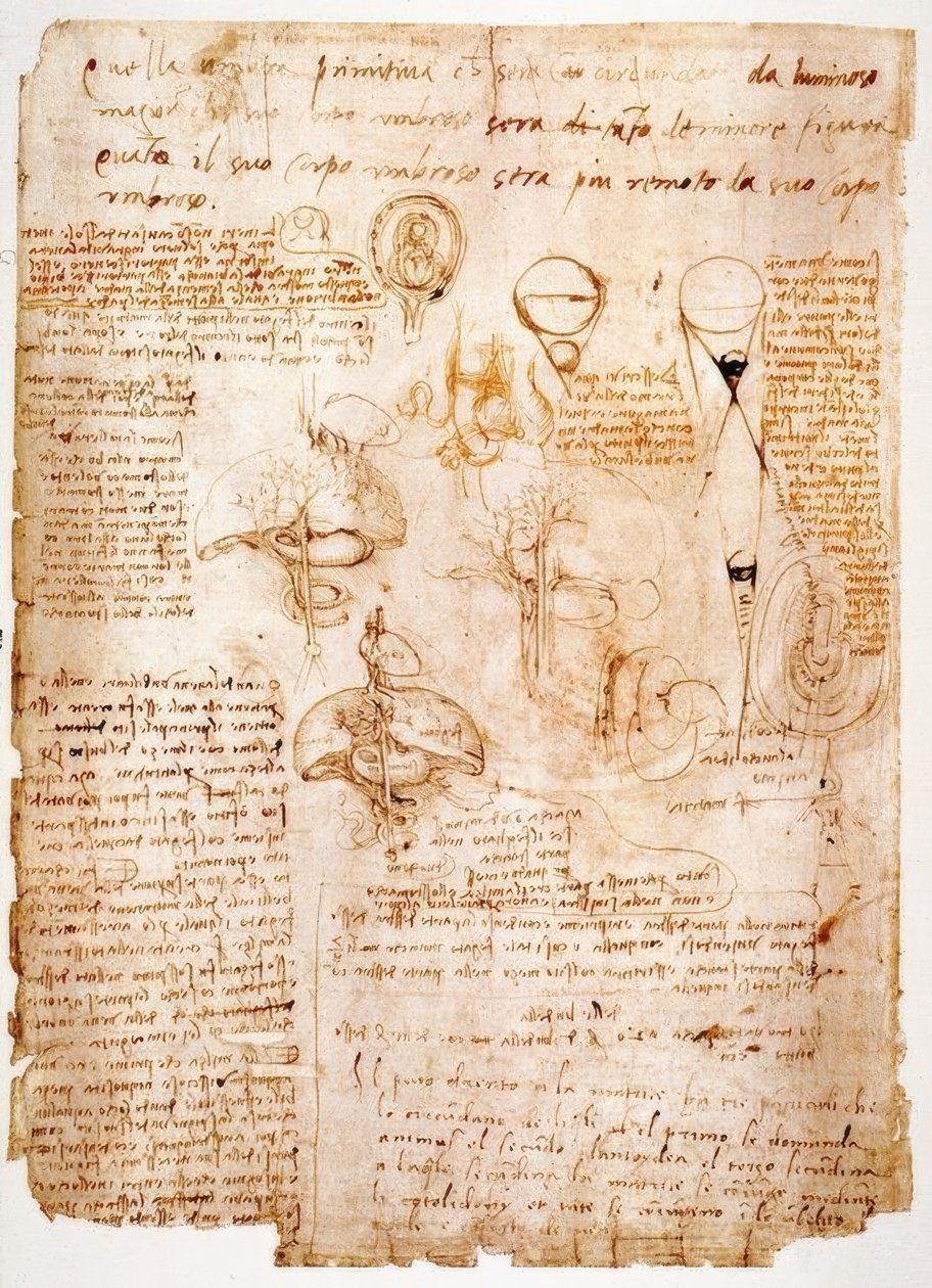 Anatomiatutkimukset: vatsan elimet ... tekijältä Leonardo da Vinci