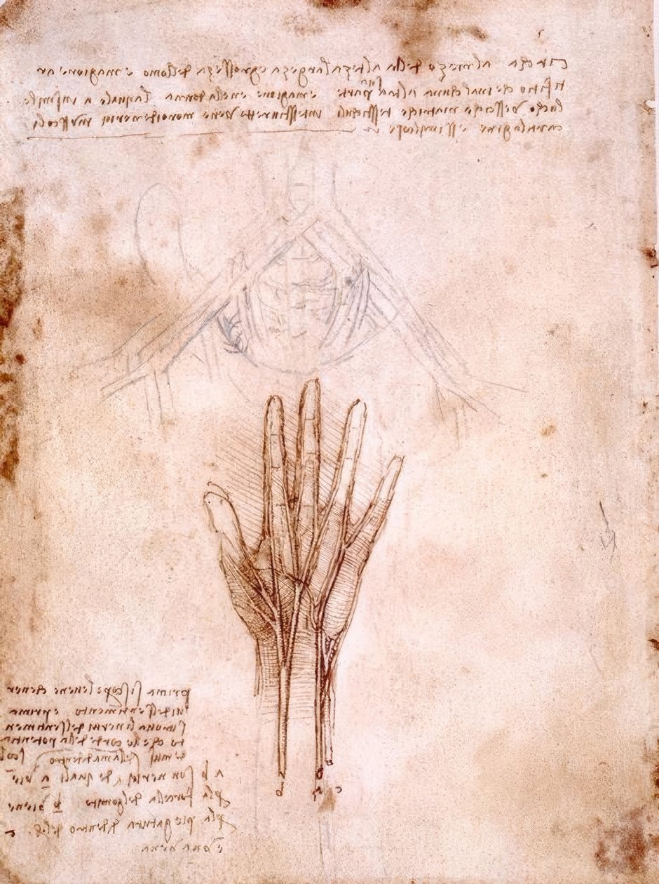 Anatomiestudien: Skizze der Beckengefäße ... tekijältä Leonardo da Vinci
