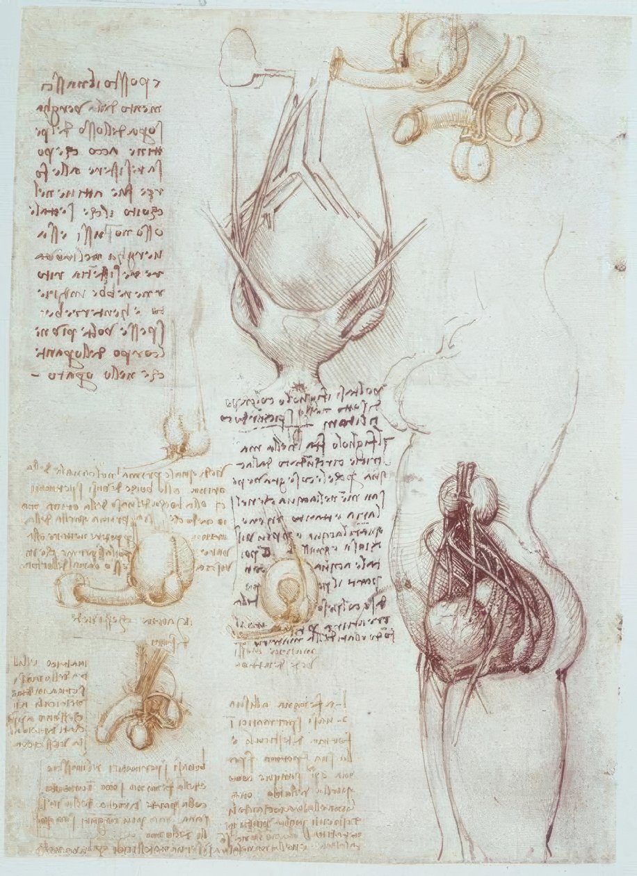 Anatomiestudien: Vergleichende Darstellungen männlicher und weiblicher Genitalien tekijältä Leonardo da Vinci