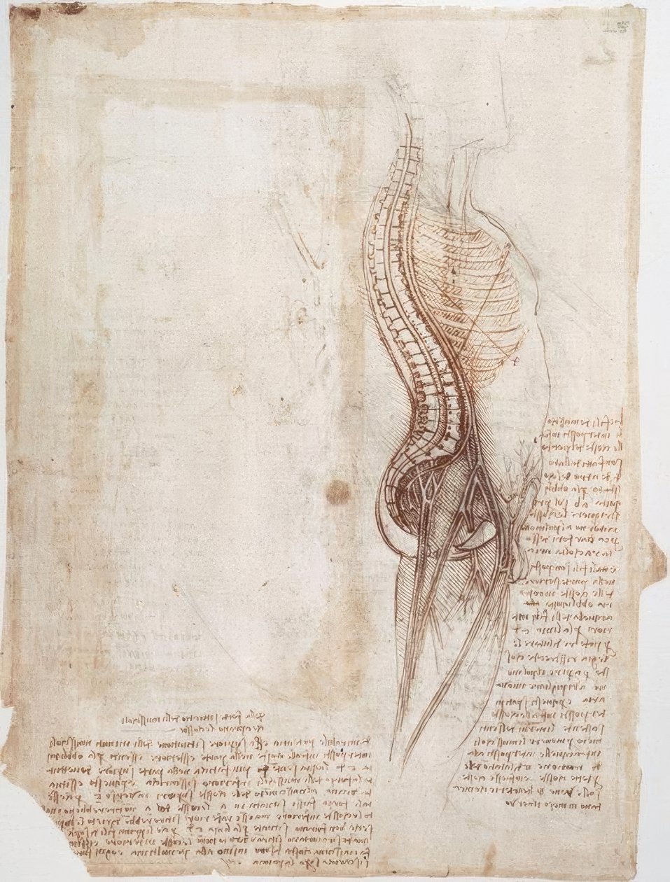 Anatomiestodien: Wirbelsäule... tekijältä Leonardo da Vinci