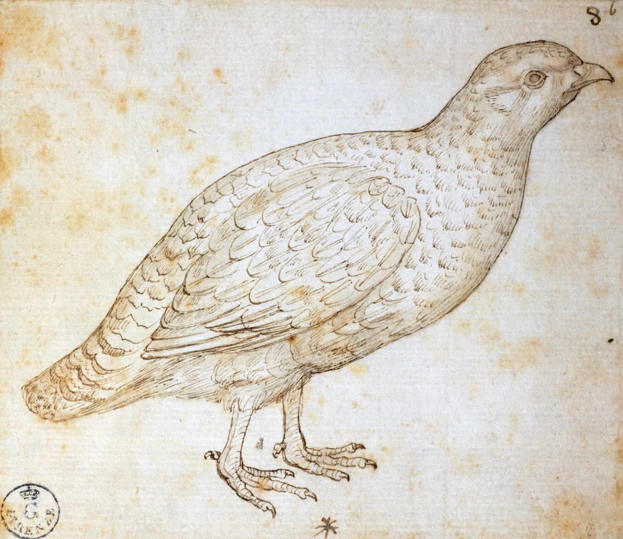 Eläintutkimukset: viiriäinen, Leonardo da Vinci (1452-1519), piirustus 754 orn tekijältä Leonardo da Vinci