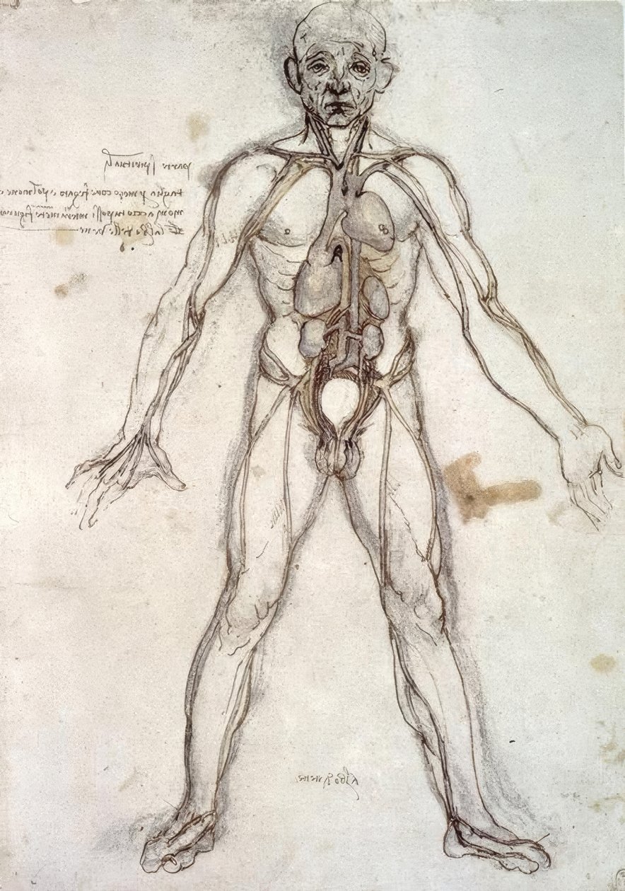 Baum der Gefäße tekijältä Leonardo da Vinci