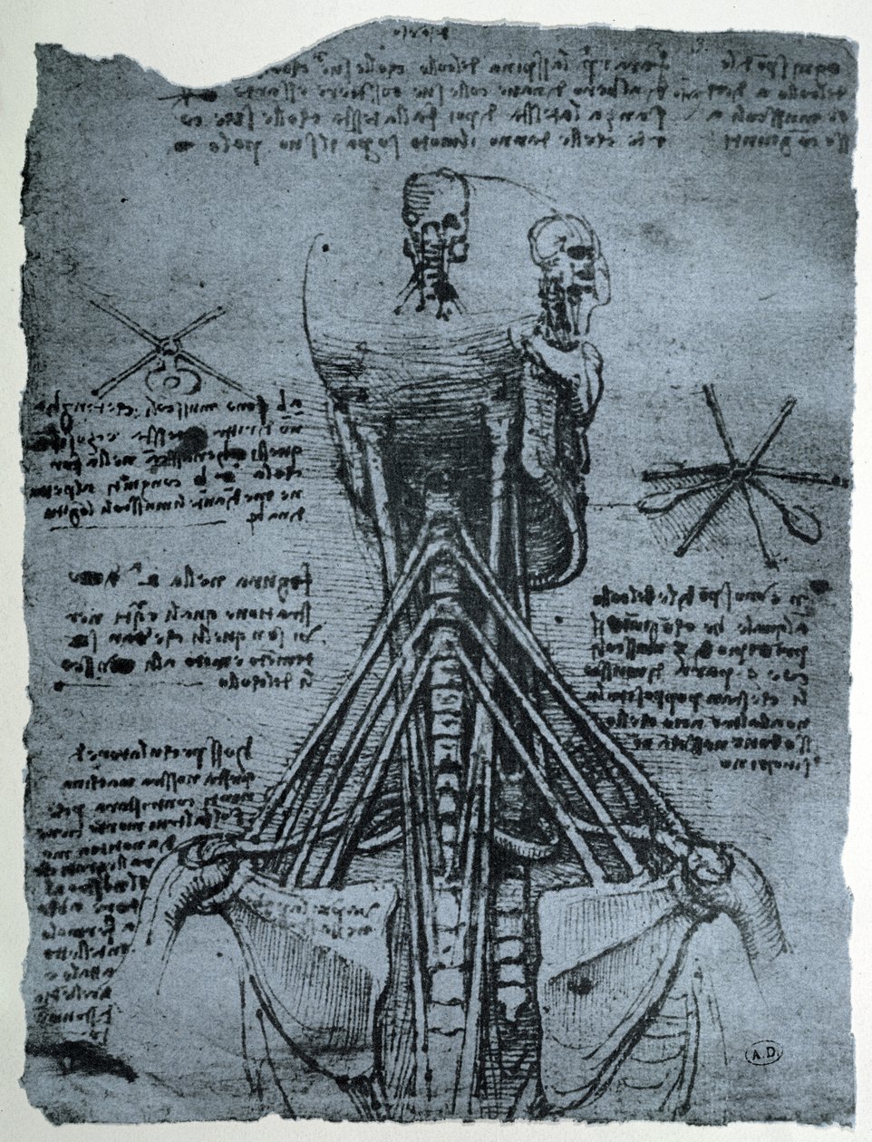 Ihmisen niskan ja olkapään luurakenne, faksimile-kopio. tekijältä Leonardo da Vinci
