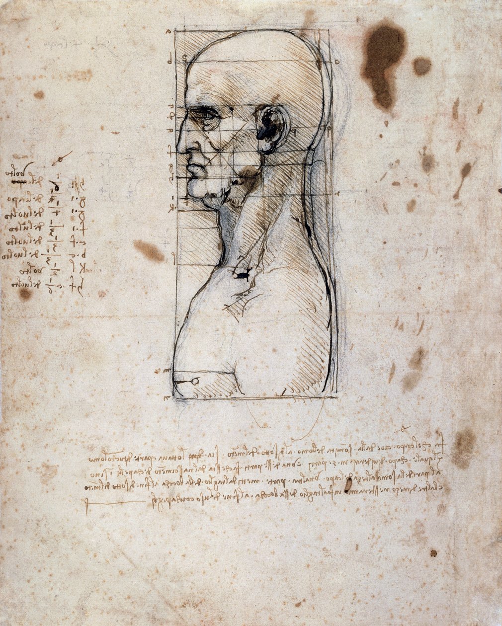 Miehen rintakuva profiilissa mitoilla ja muistiinpanoilla (seepiamuste pellavapaperille) tekijältä Leonardo da Vinci