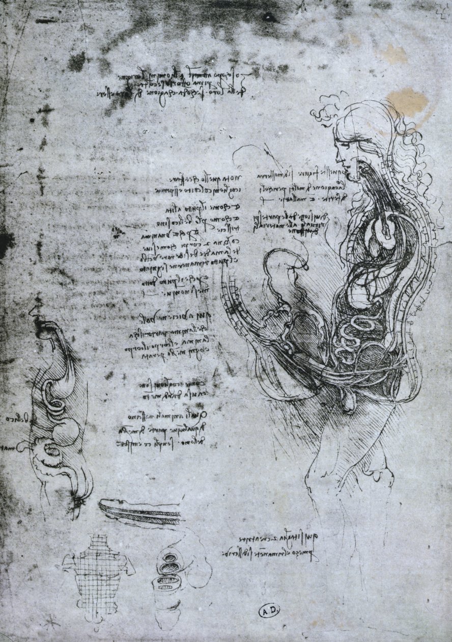 Puolisekoitettu mies ja nainen, faksikopio tekijältä Leonardo da Vinci