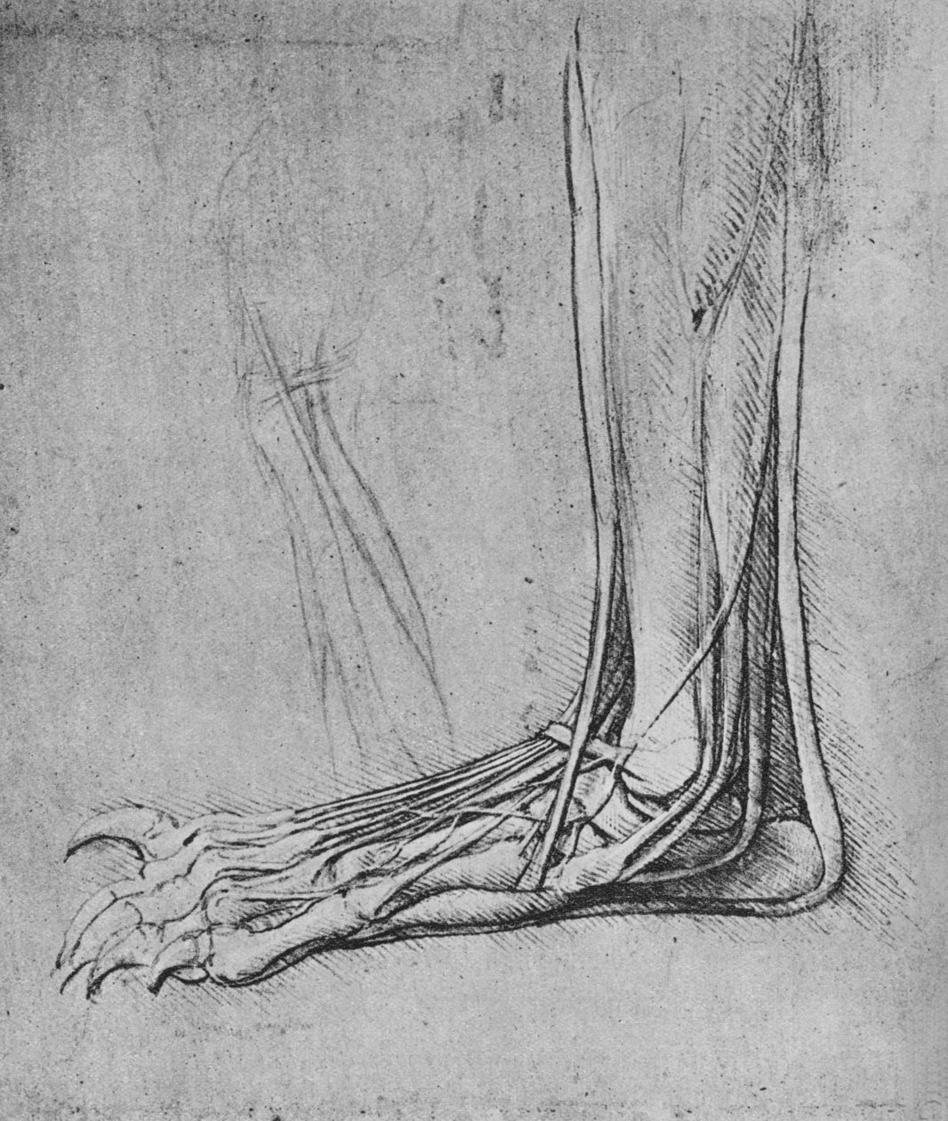 Karhun jalan dissektio vasemmalle, c1480 1945 tekijältä Leonardo da Vinci
