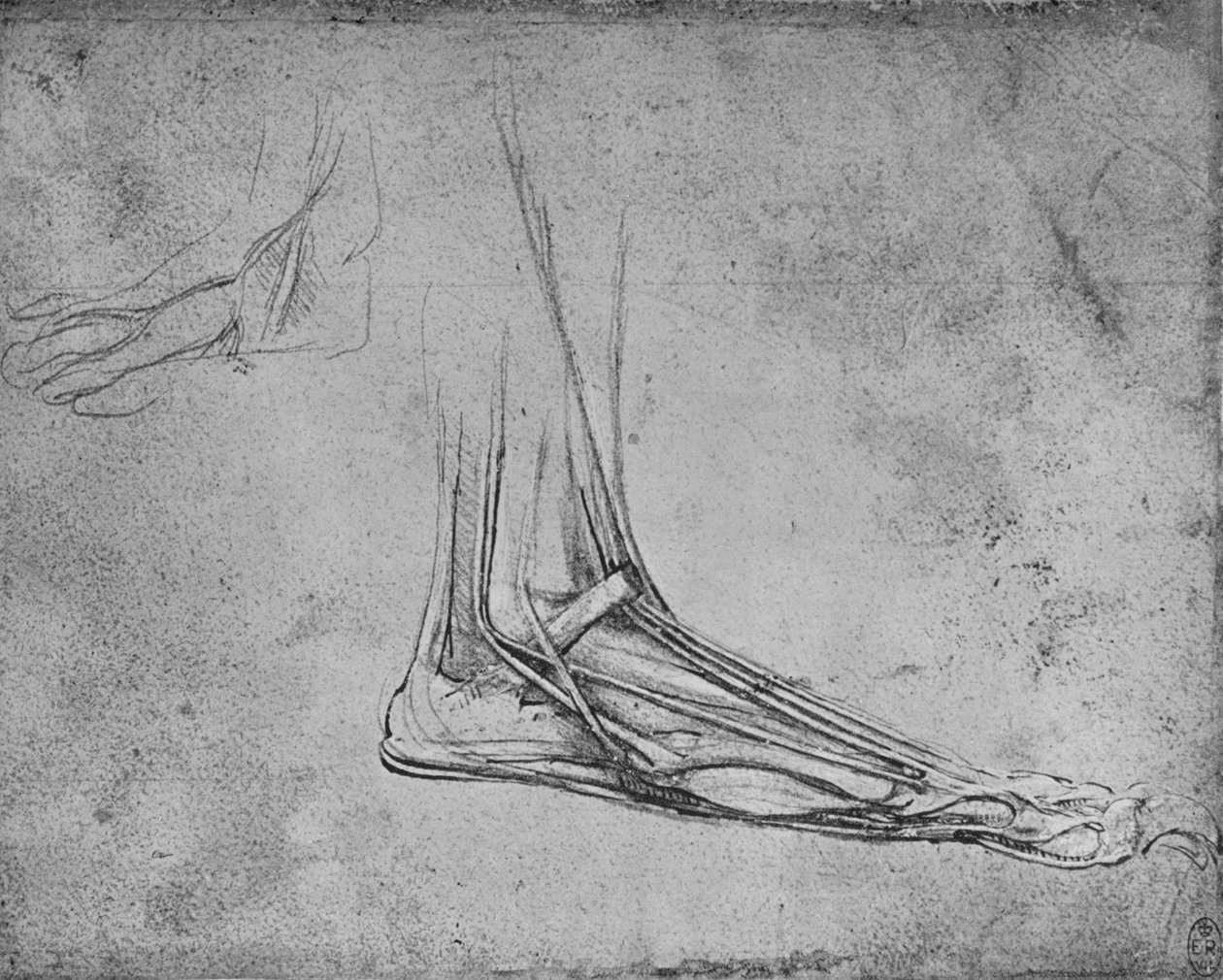 Karhun jalan dissektio oikealle, c1480 1945 tekijältä Leonardo da Vinci