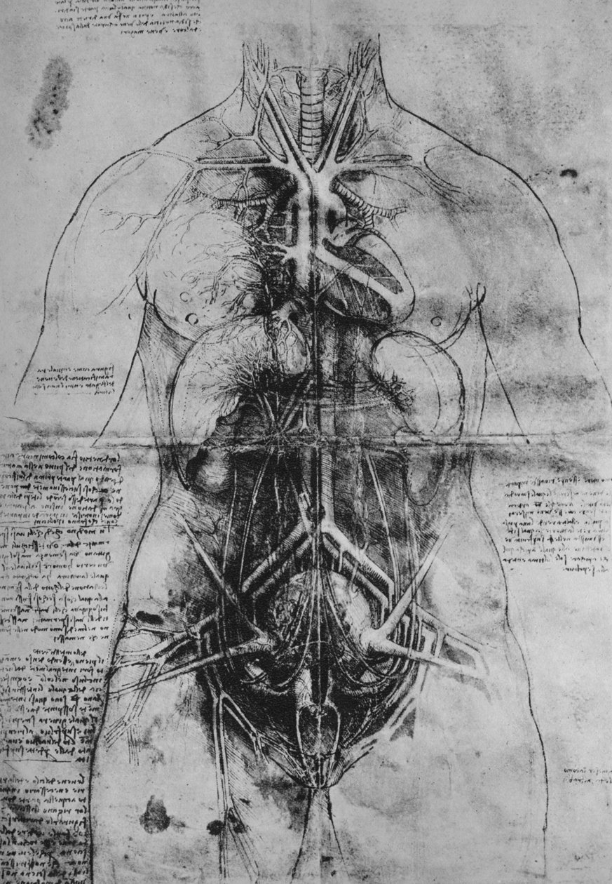 Naisen pääelinten dissektio, c1480 1945 tekijältä Leonardo da Vinci