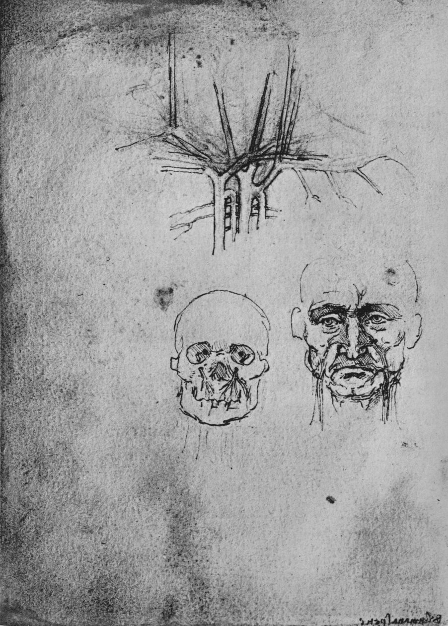 Piirustus, jossa näkyy niskan ja kasvojen verisuonten sijainti, c1480 1945 tekijältä Leonardo da Vinci
