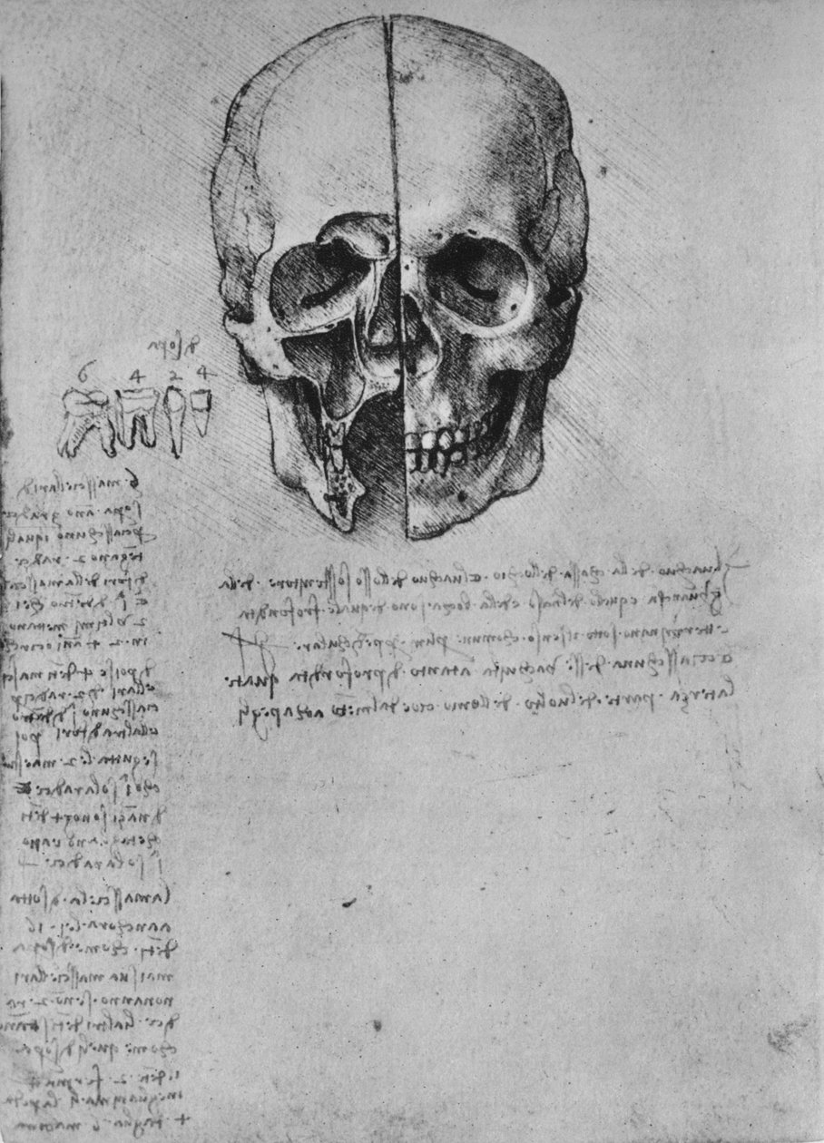 Piirustus kahdesta kallon puoliskosta, c1480 1945 tekijältä Leonardo da Vinci