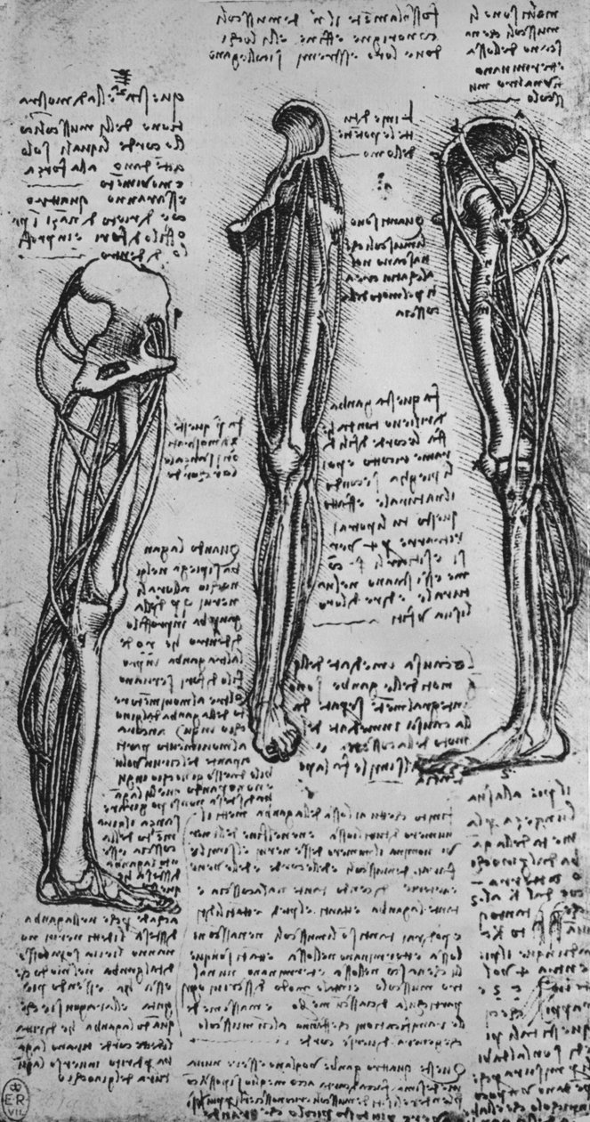 Piirustuksia vasemmasta jalasta, jossa näkyy luut ja jänteet, c1480 1945 tekijältä Leonardo da Vinci