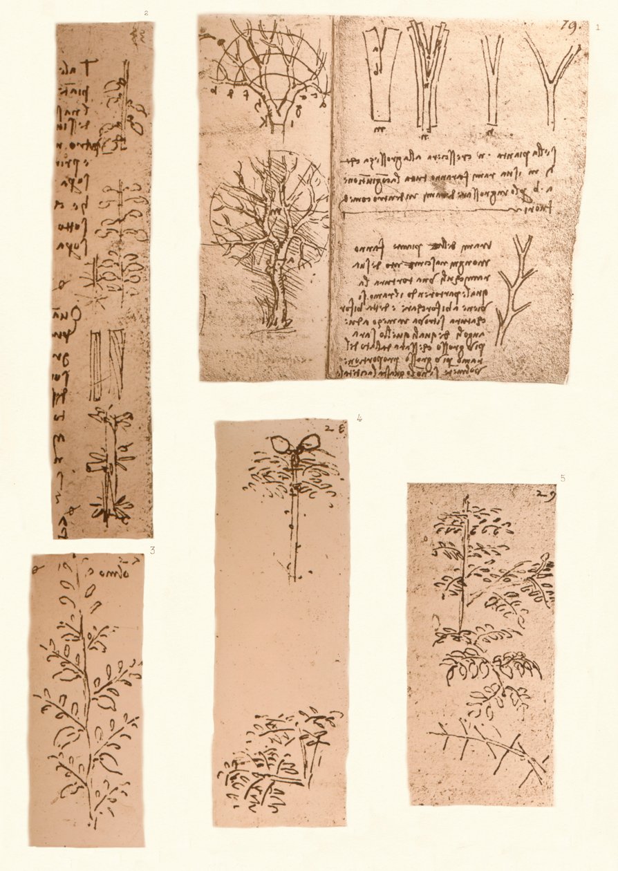 Viisi piirustusta havainnollistavat maisemamaalauksen elementtejä, c1472-c1519 1883 tekijältä Leonardo da Vinci
