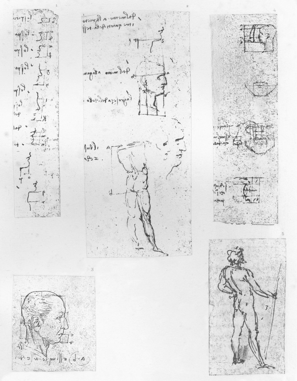 Viisi piirustusta, jotka havainnollistavat teoriaa ihmishahmon mittasuhteista, c1472-c1519 1883 tekijältä Leonardo da Vinci