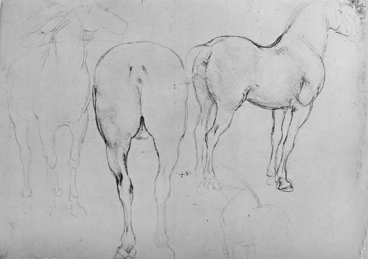 Neljä luonnosta hevosista, c1480 1945 tekijältä Leonardo da Vinci