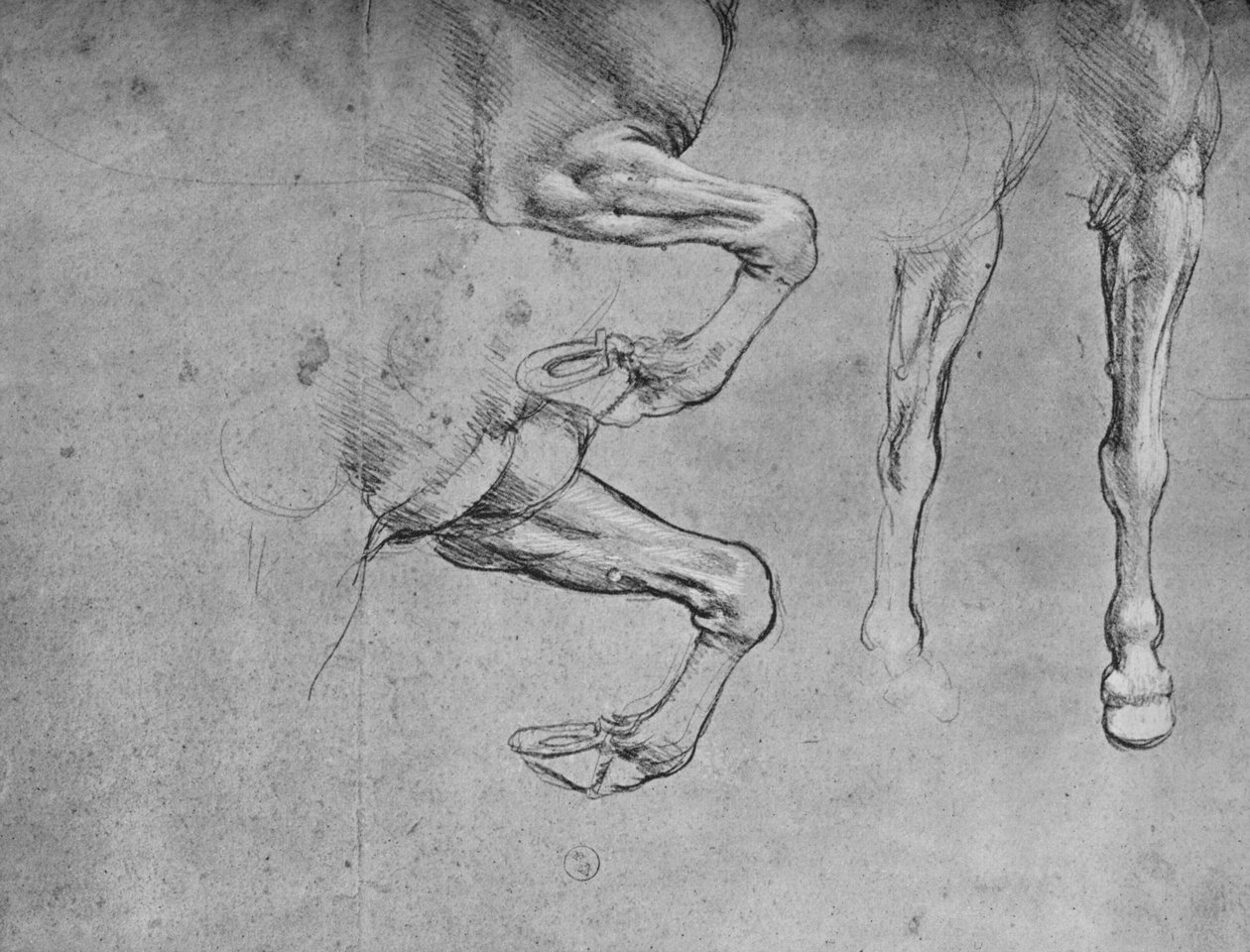 Neljä tutkimusta hevosten jaloista, c1480 1945 tekijältä Leonardo da Vinci