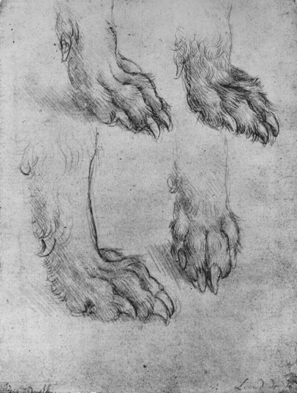 Neljä tutkimusta koiran tai suden tassuista, c1480 1945 tekijältä Leonardo da Vinci