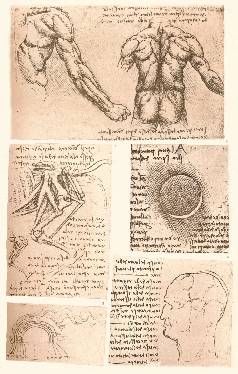 Neljä anatomista piirustusta, c1472-c1519 1883 tekijältä Leonardo da Vinci