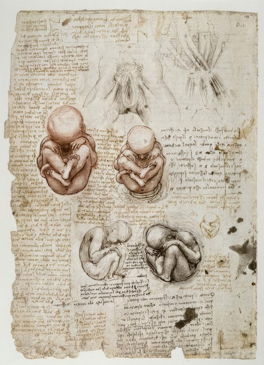 Fötus im Uterus tekijältä Leonardo da Vinci