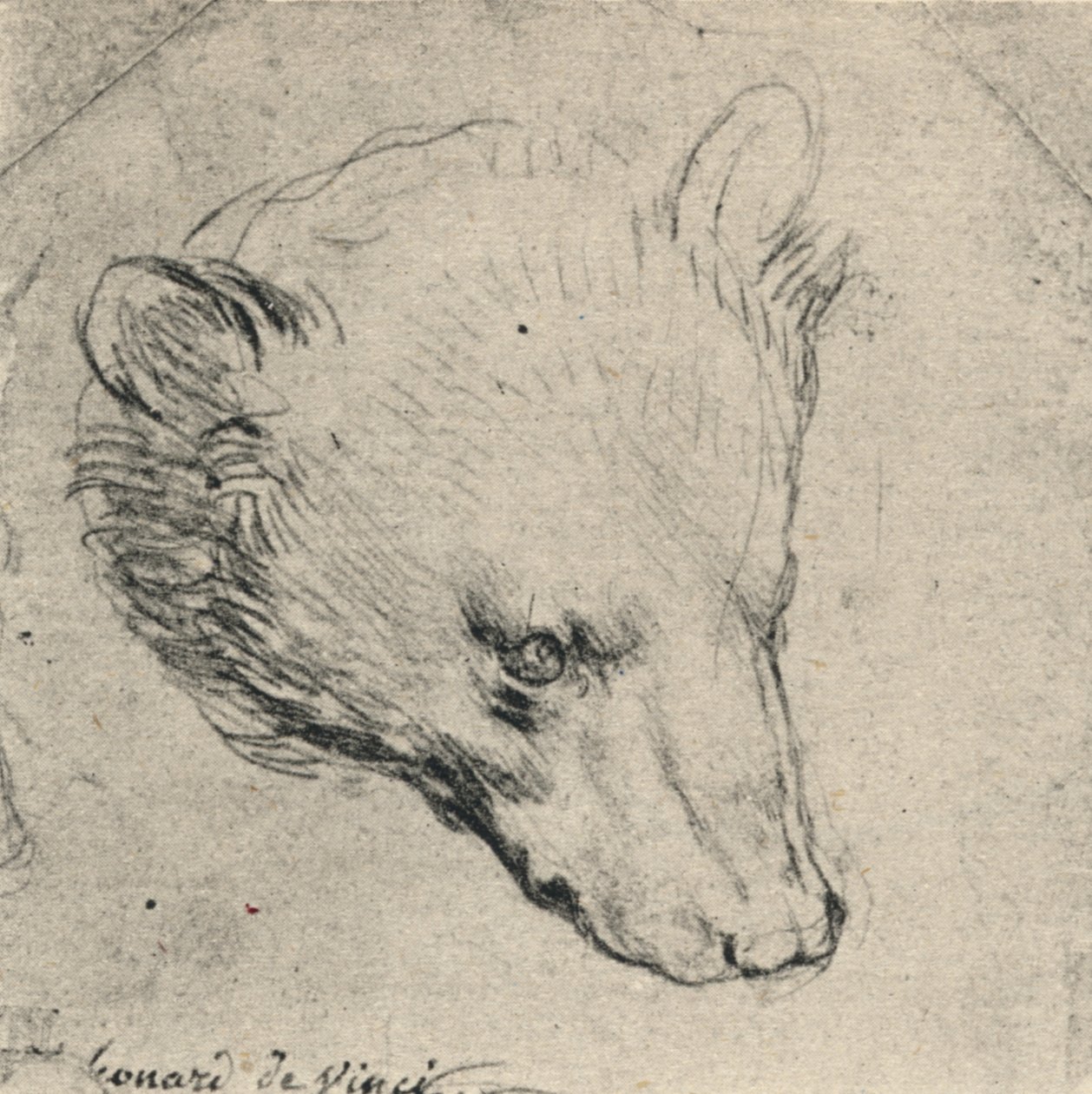 Karhun pää, c1480 1945 tekijältä Leonardo da Vinci