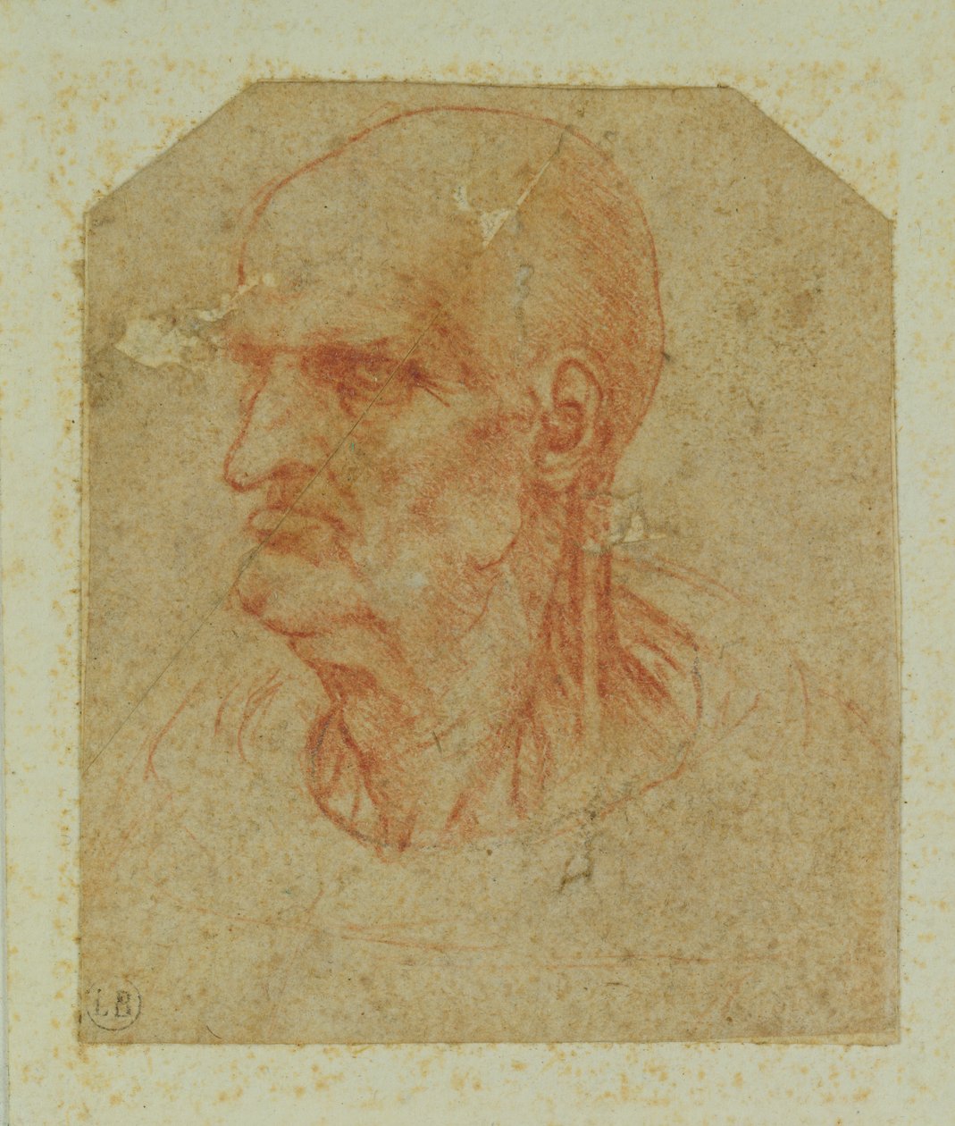 Parrattoman vanhan miehen pää, vasen profiili (punainen liitu paperille) tekijältä Leonardo da Vinci