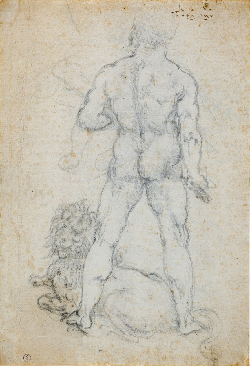 Hercules ja Nemean leijona, n. 1506-08 (hiili ja metallikärki valkoisella paperilla) tekijältä Leonardo da Vinci