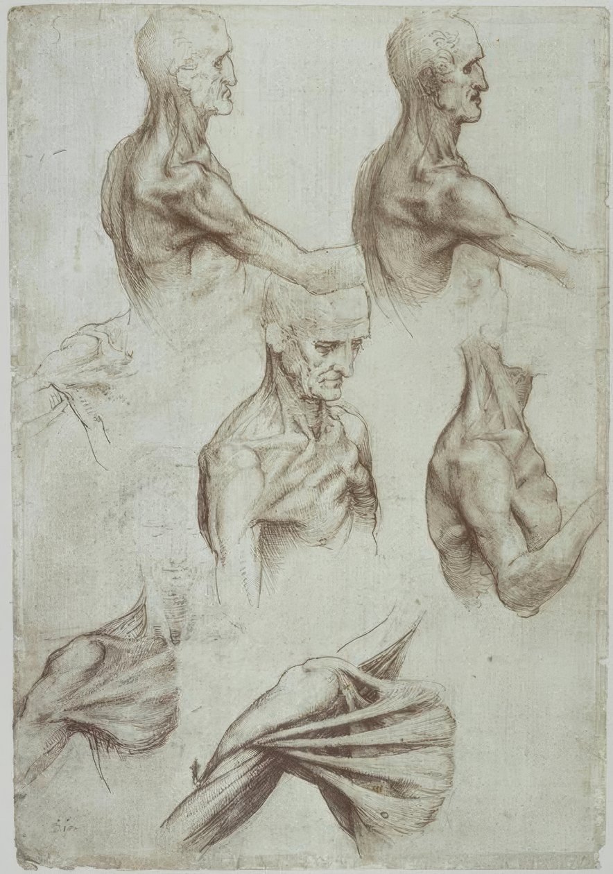 Leonardo / Hals– Schultermuskulatur/f. 136v tekijältä Leonardo da Vinci