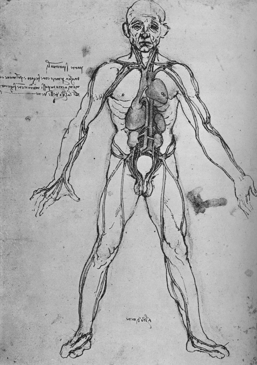 Mies piirretty anatomiseksi hahmoksi näyttämään sydämen, keuhkot ja päävaltimot, c1480 1945 tekijältä Leonardo da Vinci