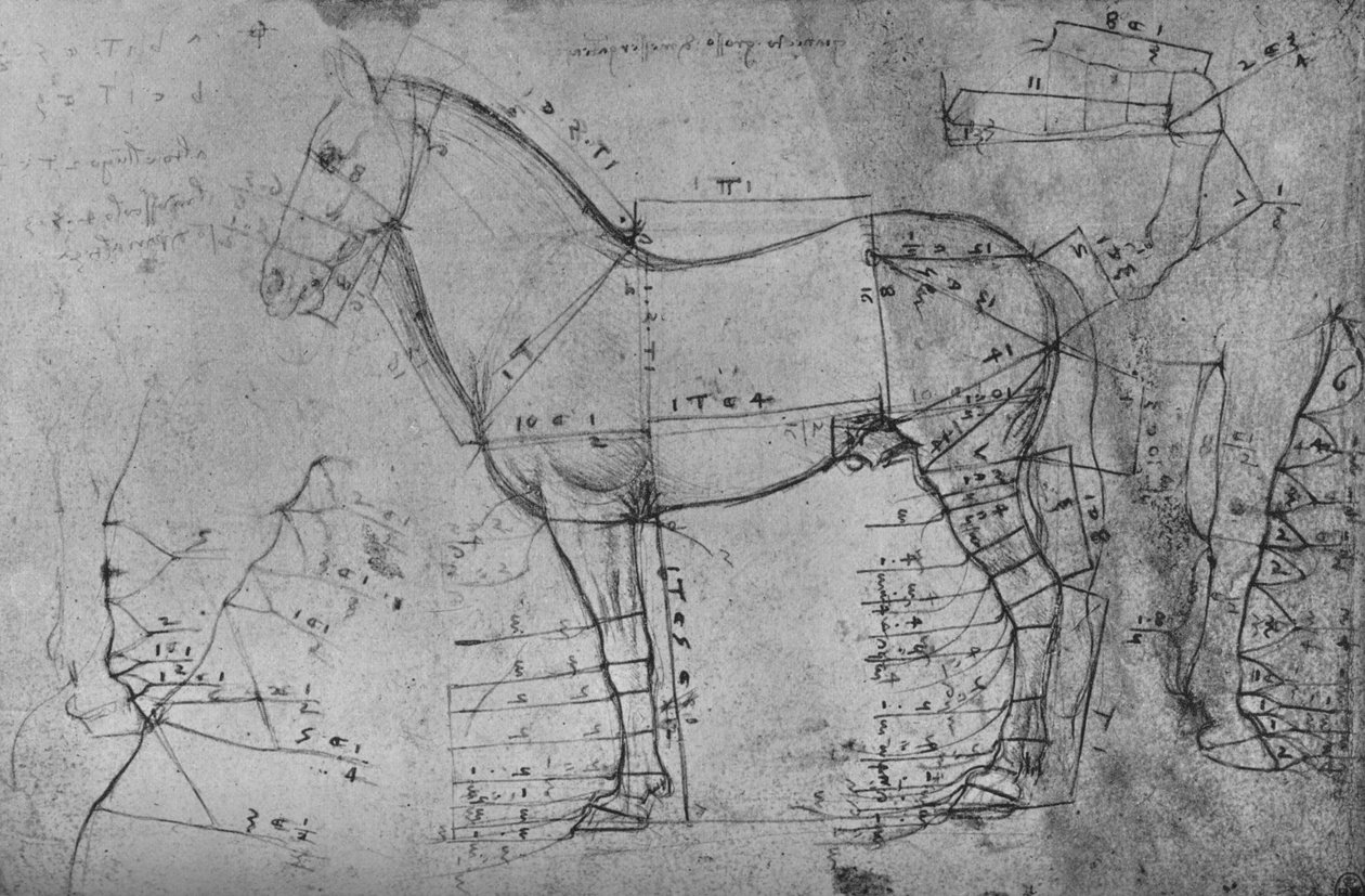 Hevosen mitattu piirros profiilissa vasemmalle, c1480 1945 tekijältä Leonardo da Vinci