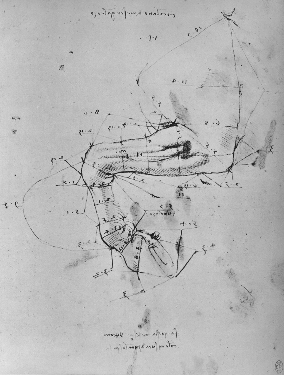 Mitattu piirustus hevosen etureunasta, c1480 1945 tekijältä Leonardo da Vinci
