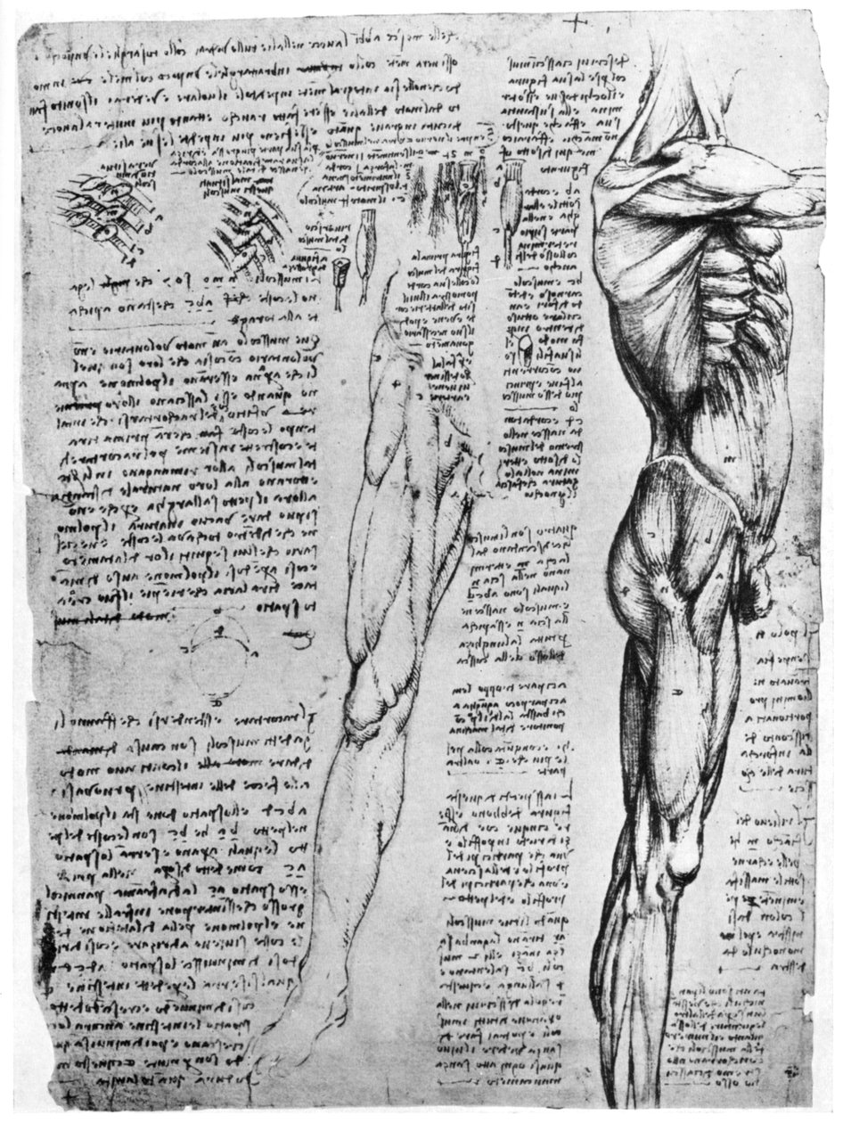 Lihastutkimukset, 1400-luvun loppu tai 1500-luvun alku 1954 tekijältä Leonardo da Vinci