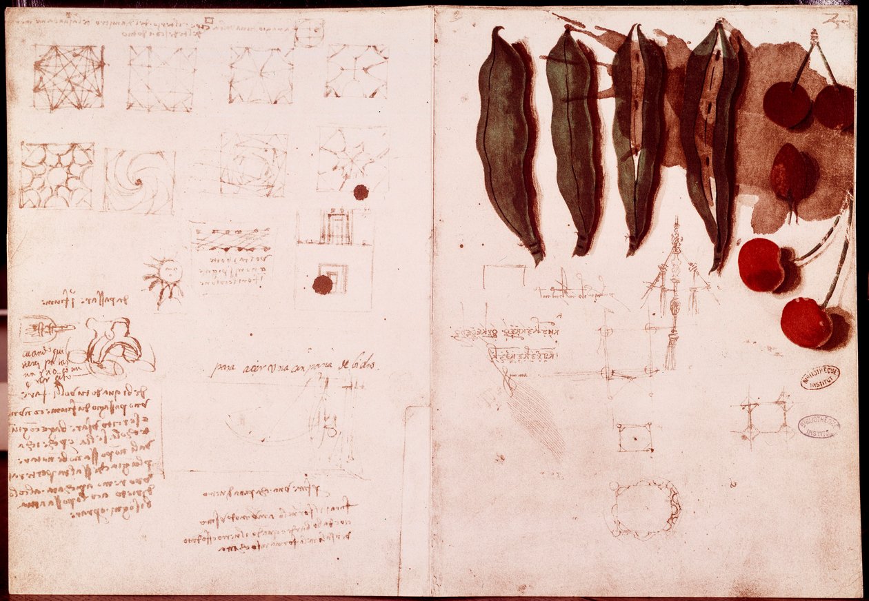 Kasvitieteen ja geometrian muistiinpanoja ja luonnoksia. Piirustus Leonardo da Vincin (Leonardo da Vinci) (1452-1519) käsikirjoituksen kaksoissivulle tekijältä Leonardo da Vinci
