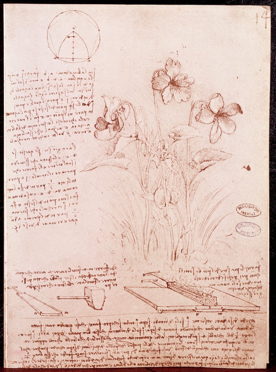 Kasvitieteen ja geometrian muistiinpanot ja luonnokset: narsissi. Piirustus Leonardo da Vincin (Leonardo da Vinci) (1452-1519) käsikirjoituksen kaksoissivulle tekijältä Leonardo da Vinci