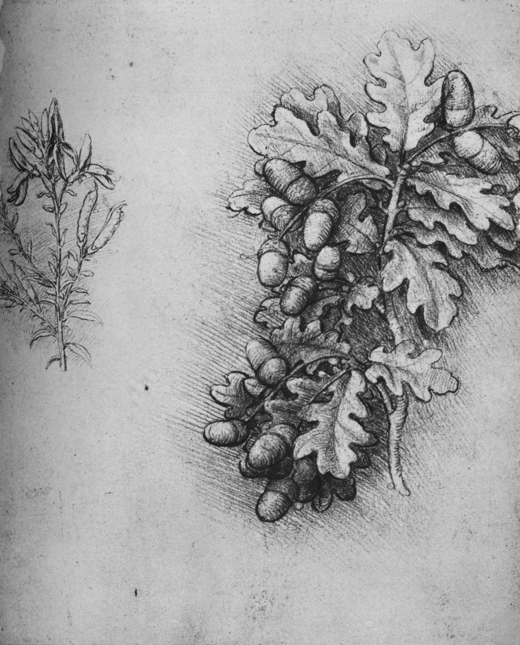 Tammenlehdet tammenterhoilla ja värjäys Greenweed, c1480 1945 tekijältä Leonardo da Vinci