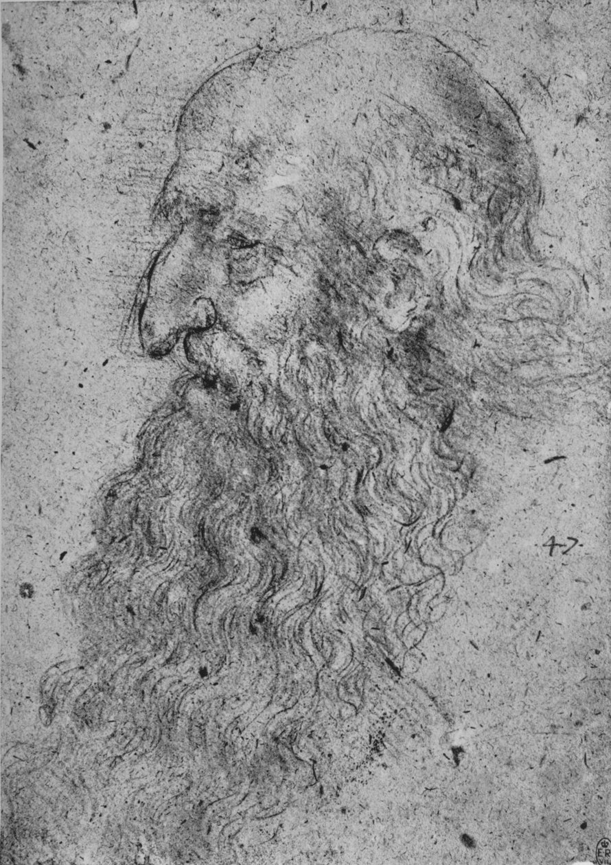 Vanhan, parrakkaan miehen profiili vasemmalla, c1480 1945 tekijältä Leonardo da Vinci