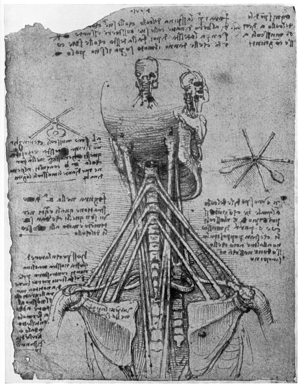 Taustakuva luurangosta, jossa näkyy kaulan jänteet, 1400-luvun loppu tai 1500-luvun alku 1954 tekijältä Leonardo da Vinci