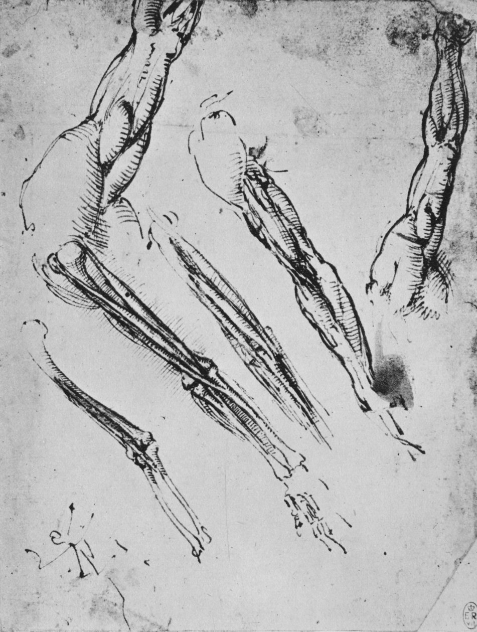 Kuusi tutkimusta käsivarresta, jossa näkyy kolmessa tapauksessa luut, c1480 1945 tekijältä Leonardo da Vinci
