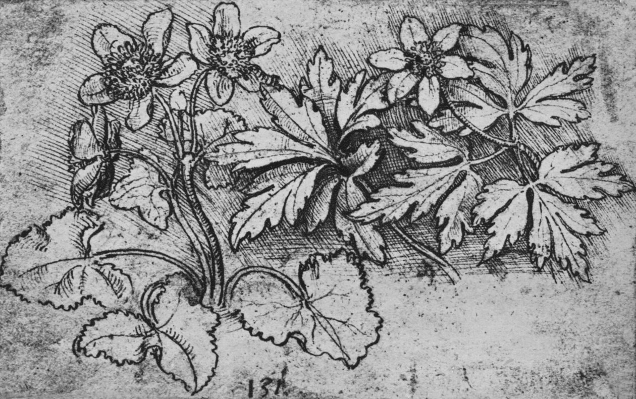 Luonnos kasvista, c1480 1945 tekijältä Leonardo da Vinci