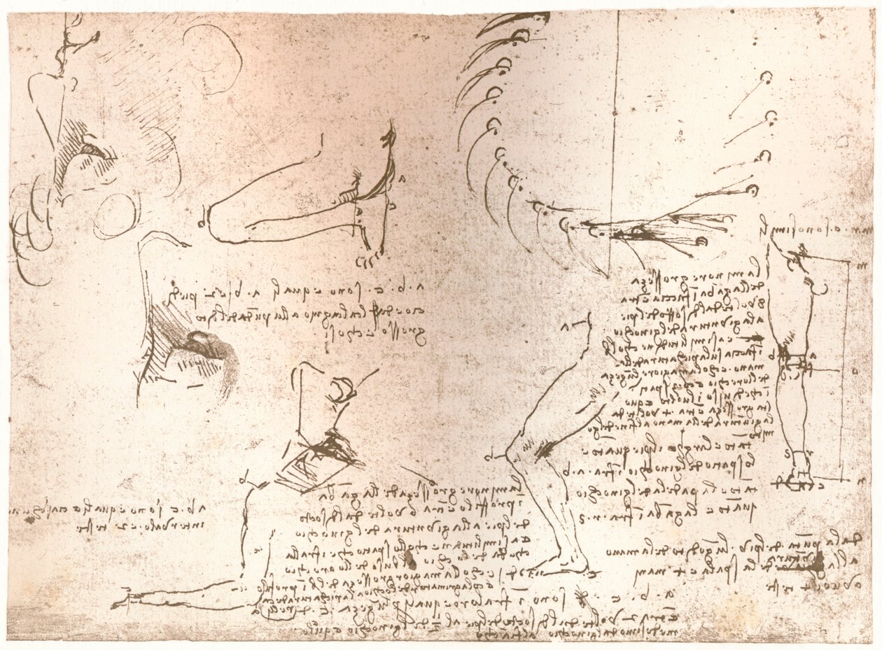 Luonnokset havainnollistavat teoriaa ihmishahmon mittasuhteista, c1472-c1519 1883 tekijältä Leonardo da Vinci