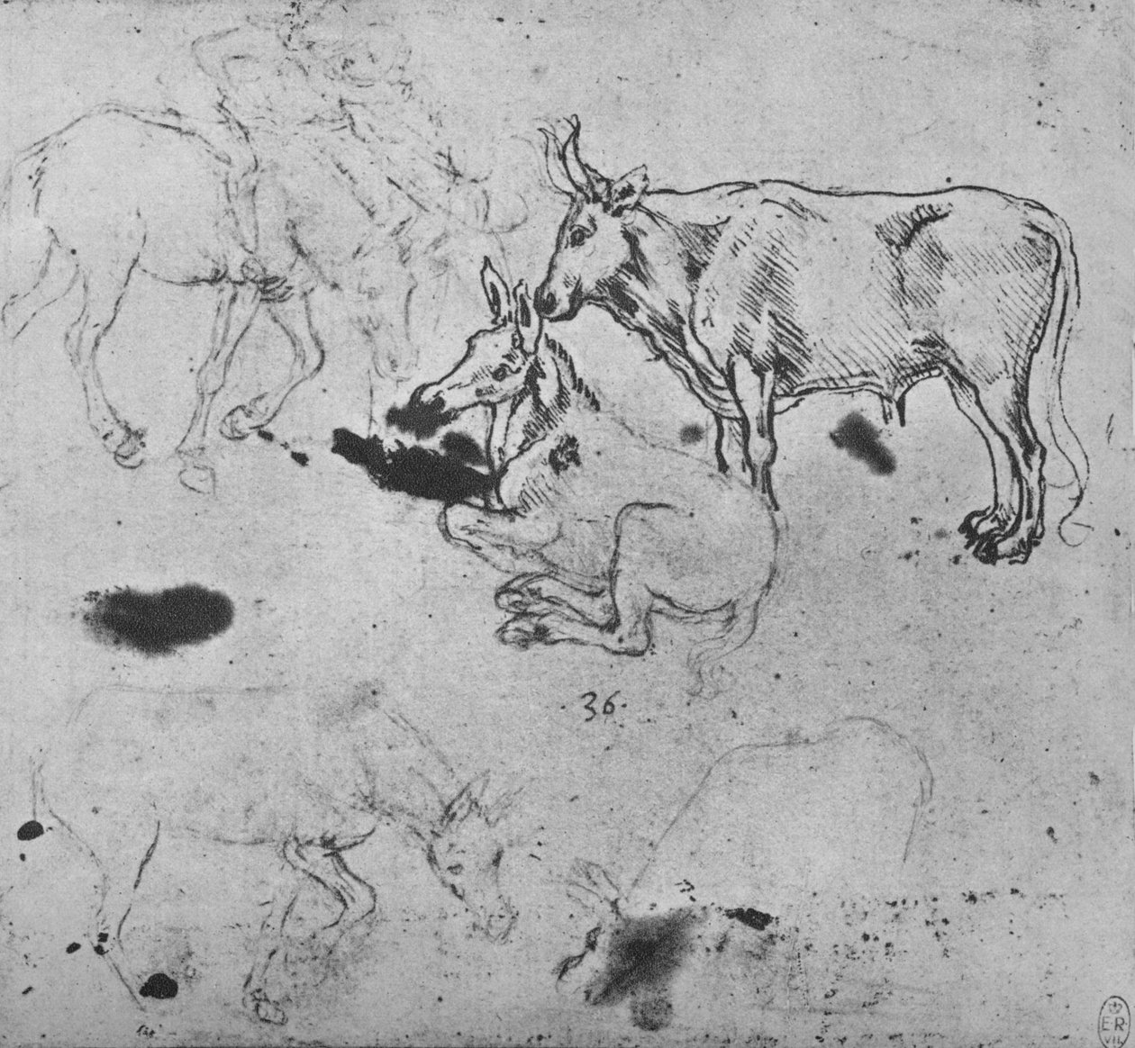 Studies of Aass and of an Ox, c1480 1945 tekijältä Leonardo da Vinci