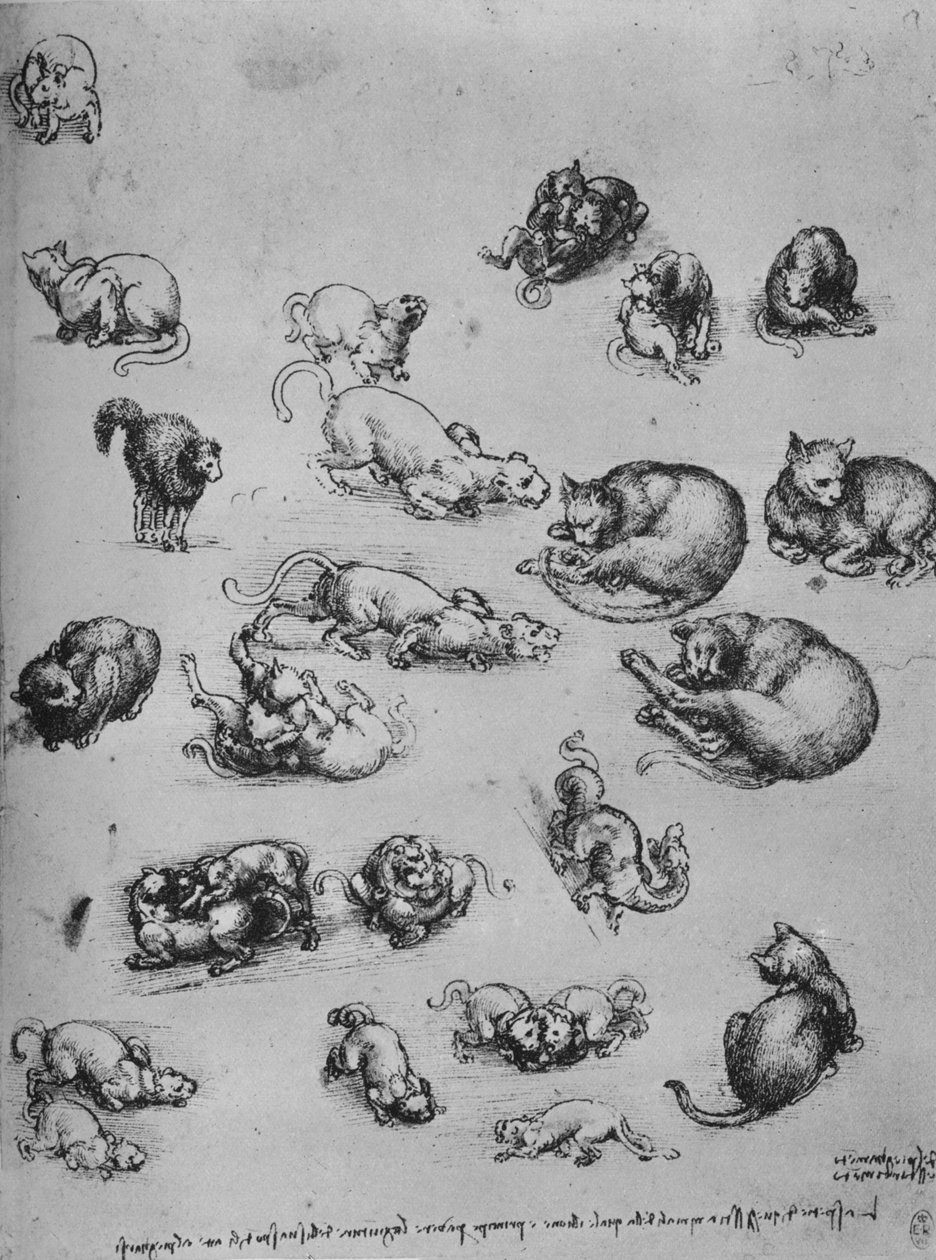 Studies of Cats and of a Dragon, c1480 1945 tekijältä Leonardo da Vinci