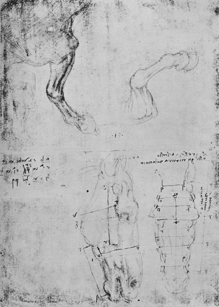 Hevosten etujalkojen tutkimukset ja hevosten päiden mitatut piirustukset, c1480 1945 tekijältä Leonardo da Vinci