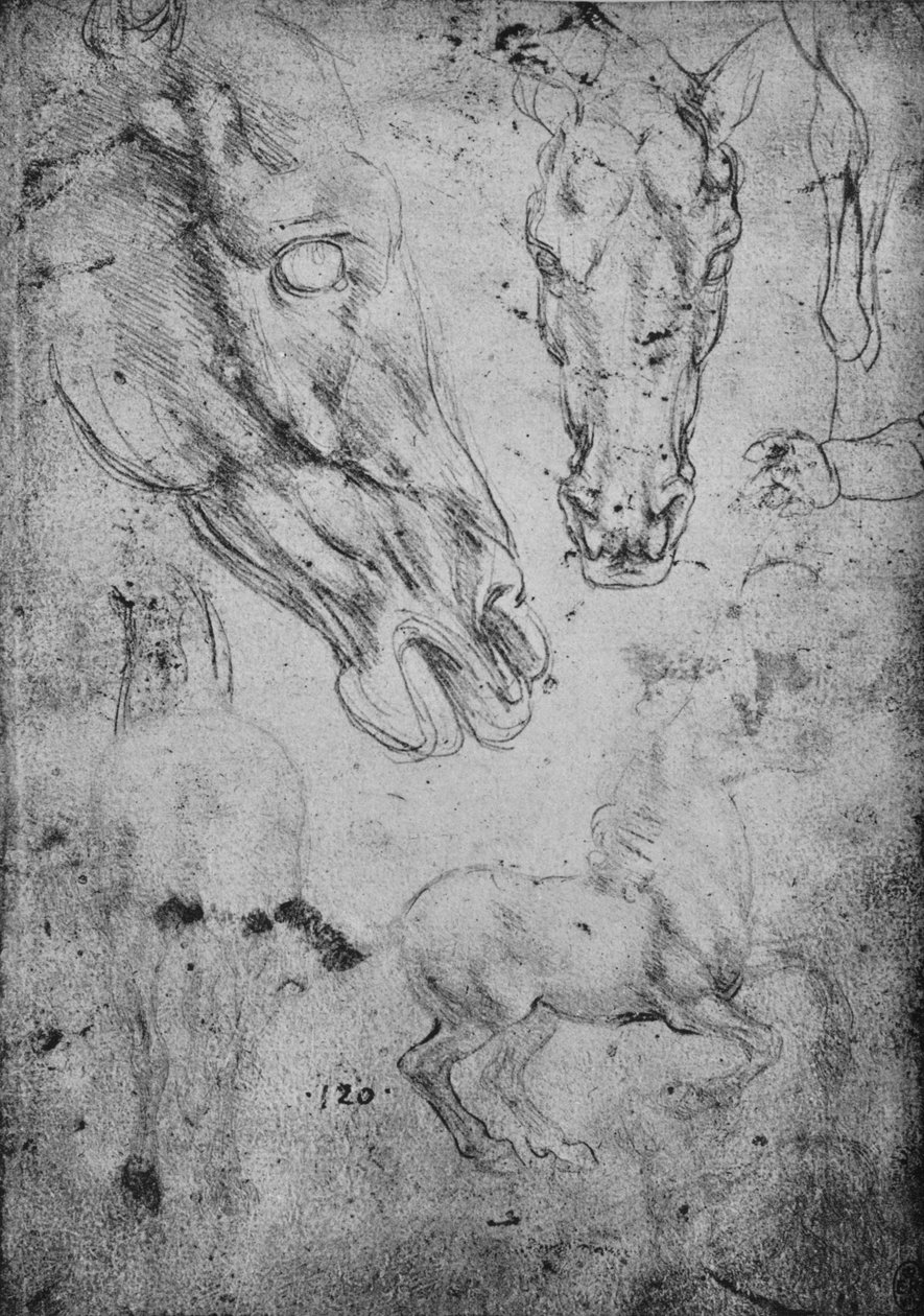 Tutkimuksia hevosista ja hevosten päistä, c1480 1945 tekijältä Leonardo da Vinci