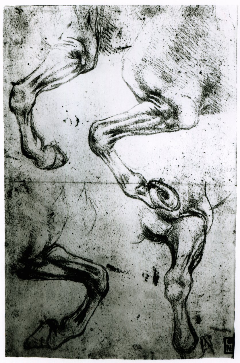Hevosten jalkojen tutkimukset (kynä ja muste paperille) tekijältä Leonardo da Vinci