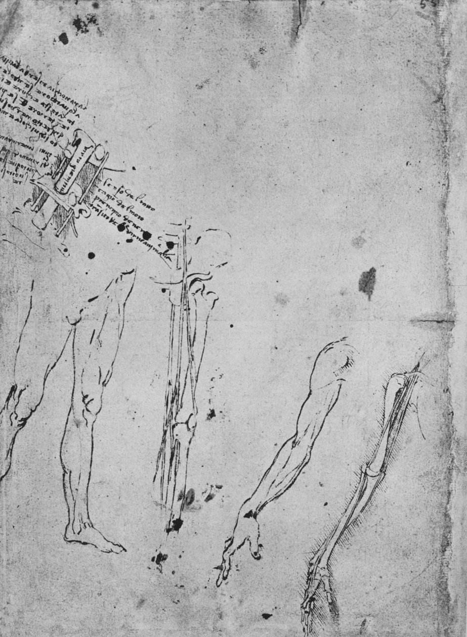 Jalkojen, jalan, käsivarren luiden ja jänteiden sekä A:n luiden ja jänteiden tutkimukset tekijältä Leonardo da Vinci