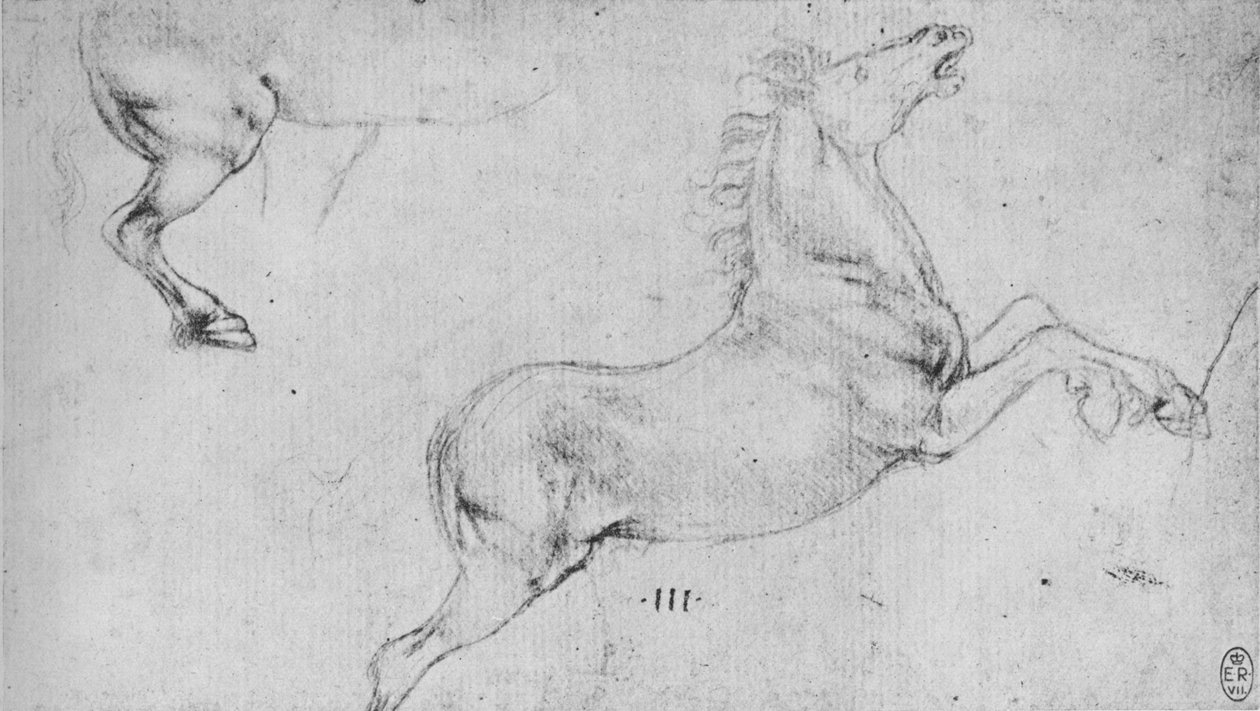 Kasvatushevosen ja hevosten takaneljänneksen tutkimukset, c1480 1945 tekijältä Leonardo da Vinci