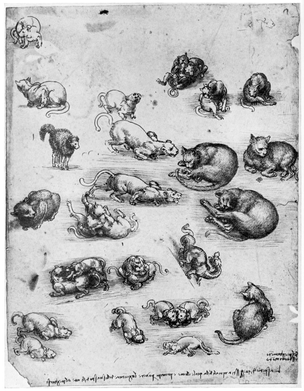 Kissojen tutkimukset, 1513-1515 1954 tekijältä Leonardo da Vinci
