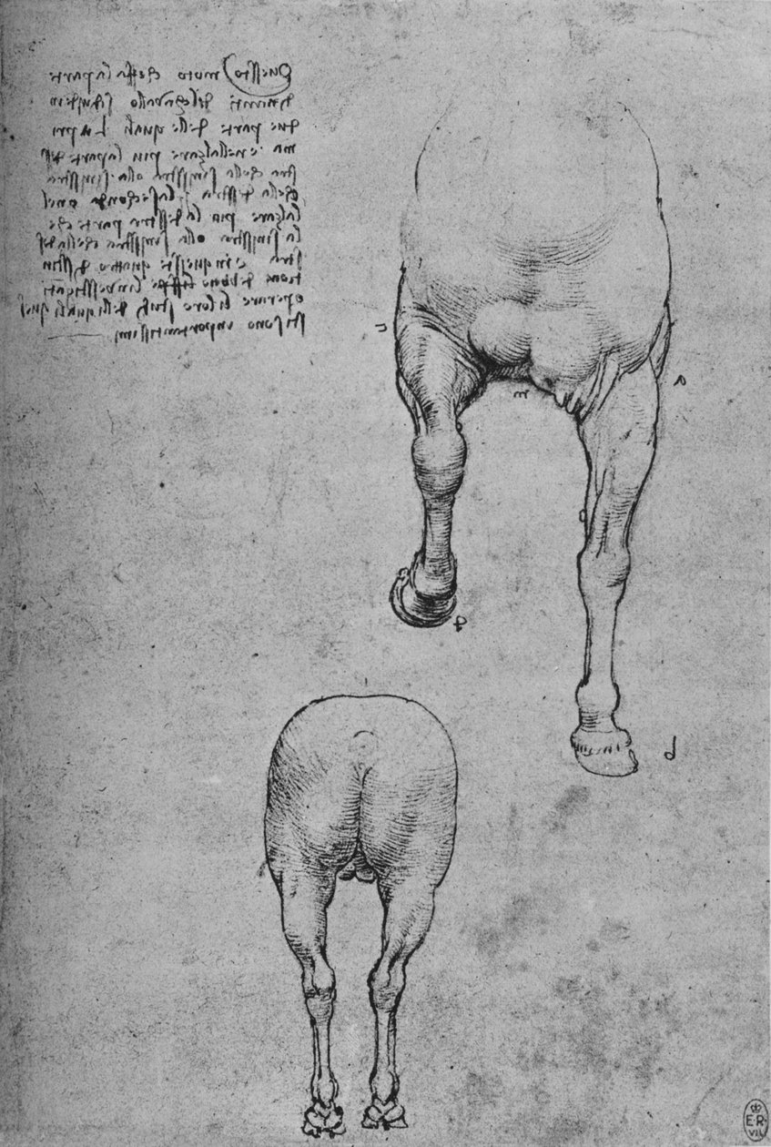 Tutkimuksia hevosen etu- ja takaneljänneksistä, c1480 1945 tekijältä Leonardo da Vinci