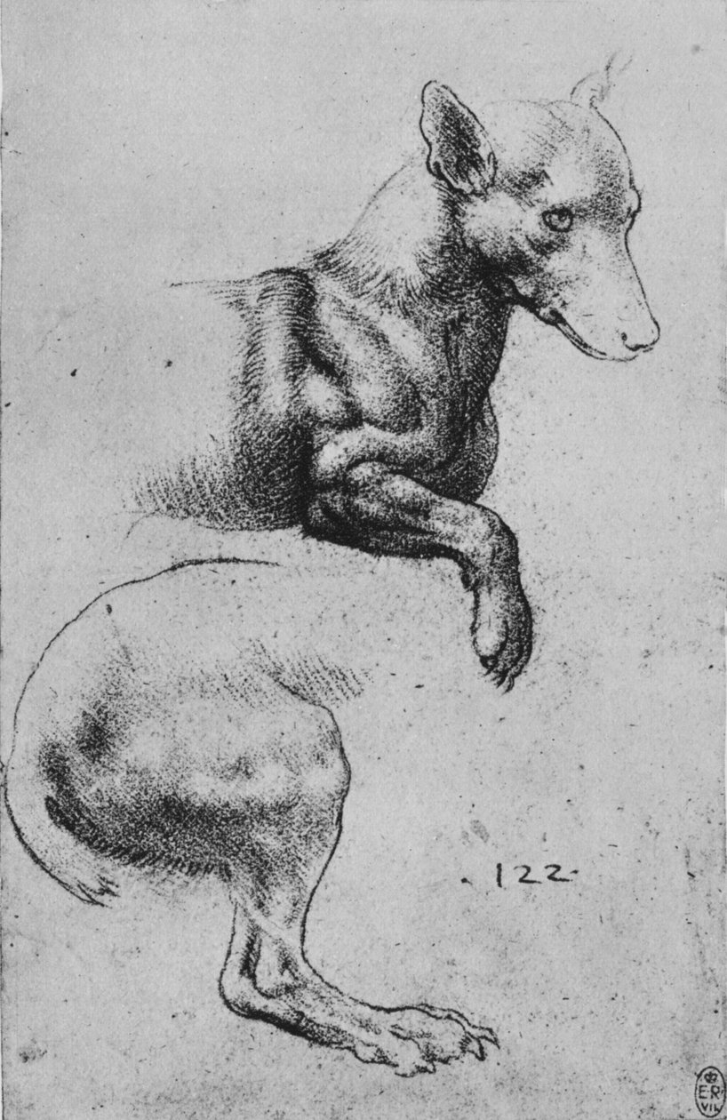 Tutkimukset koiran etu- ja takaneljänneksistä, c1480 1945 tekijältä Leonardo da Vinci